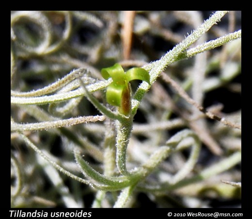 The common (in southern states) Spanish Moss  (neither found naturally in Spain nor is it a moss) has a flower so small (about a quarter inch) that it is almost never seen.