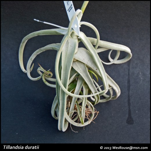 Many Tillandsia species are true air plants producing little to no roots and getting their nutrients from the air and any detritus that might fall their way.  Most of these species are covered with gray trichomes.