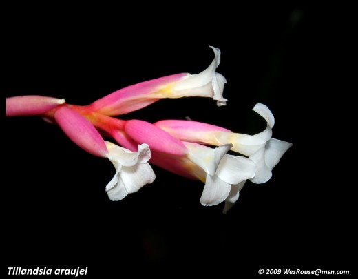 The combination of pink and white is a common color for flowers and tubular, open petals are found throughout the genera.