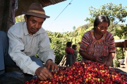 Globalization: Guatemalan Coffee Farmers