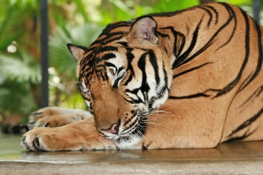 Don't wake up your sleeping tiger.