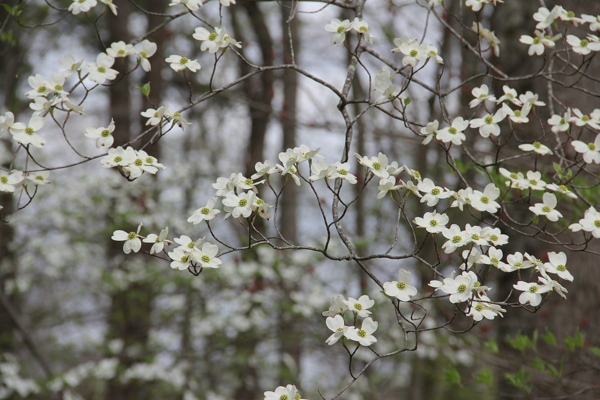 Dogwood blooms light up the Buckeye state landscape in spring. A common sight along wooded trails.