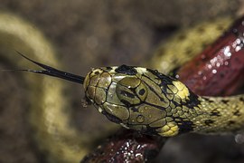 Grass snake, non- toxic