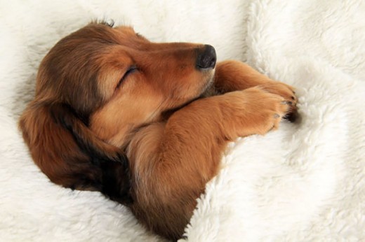 Is your dog sleeping too much? There may be reasons to it other than just laziness