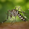 5 Steps To Prevent Yourself From The Zika Virus