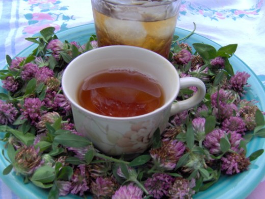 Red clover tea!