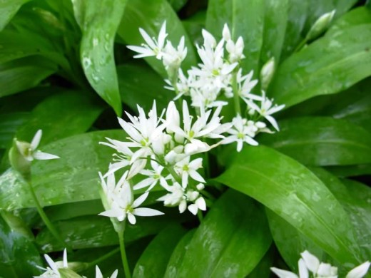 Wild Garlic is identified easily by the scent of garlic released when the leaves are crushed. White flowers. 