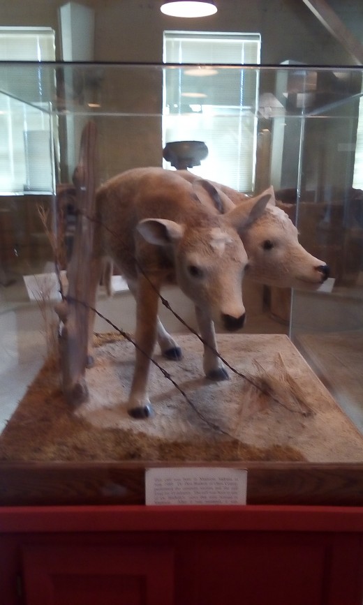 Two-Headed Calf, Oho County Historical Museum 