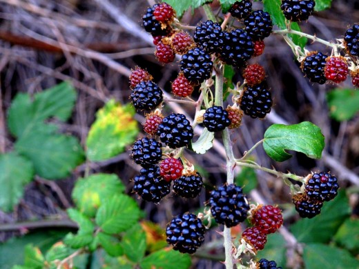 Thorny stem, 3-5 arrow or panned leaves. If in fruit season, small red clusters and/or large blackberry clusters. White flower.