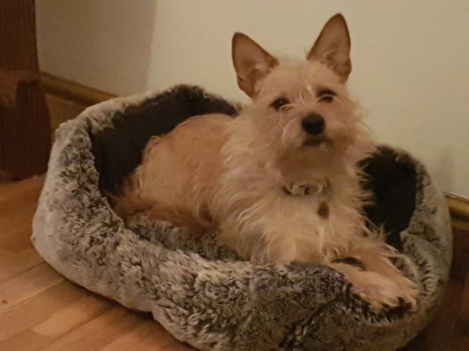 Don't be fooled by this expression, he is more than comfortable in his new bed!