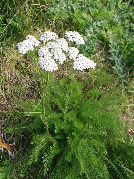 It's features are intricate fern like stems and vibrant green colour and can grow to 1 metre tall. Flowers in large, white compacted clusters between April and September.