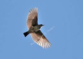 Lark in Flight