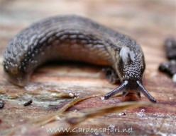 Slugs in Your Garden