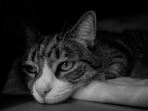 I'm so bored of hunting mice all the time...