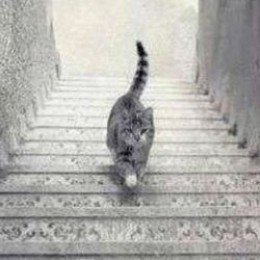 https://usercontent2.hubstatic.com/13074003_f260.jpg