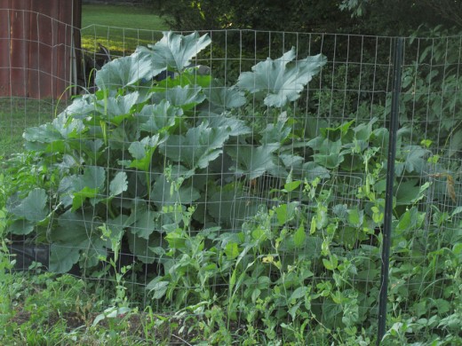 This is what my raised bed looks like now after a couple months of growth. The Zucchinis' and Squash are going ballistic. 