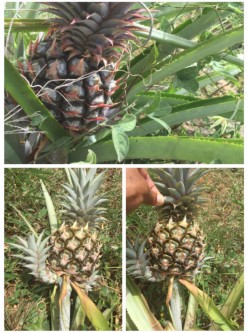 The Captain's Pineapples