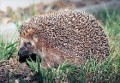 Hey, it’s a hedgehog!