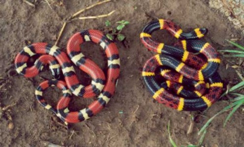 A King Snake and a Coral Snake side by side. "Red touches yellow, kill a fellow!"