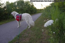 Hiking with dog in summer - How to reconnect with nature
