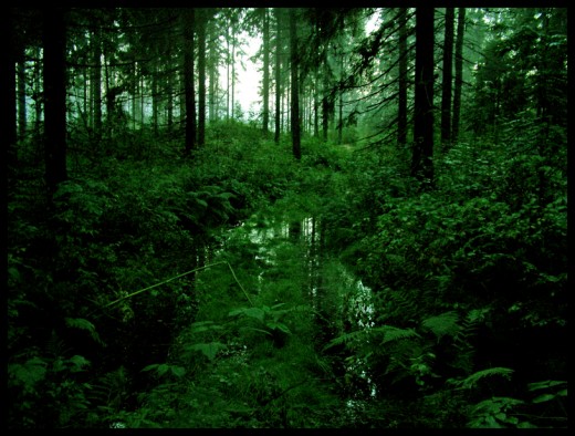 Rainforest by noraki