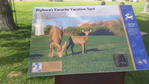 An interesting sign with information about the desert bighorn sheep.