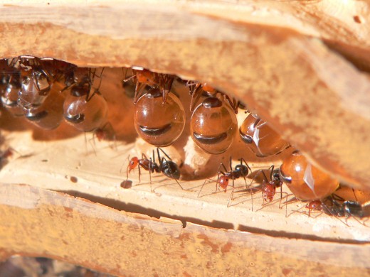 Honey-pot ants filled with nectar. These are eaten in Australia.