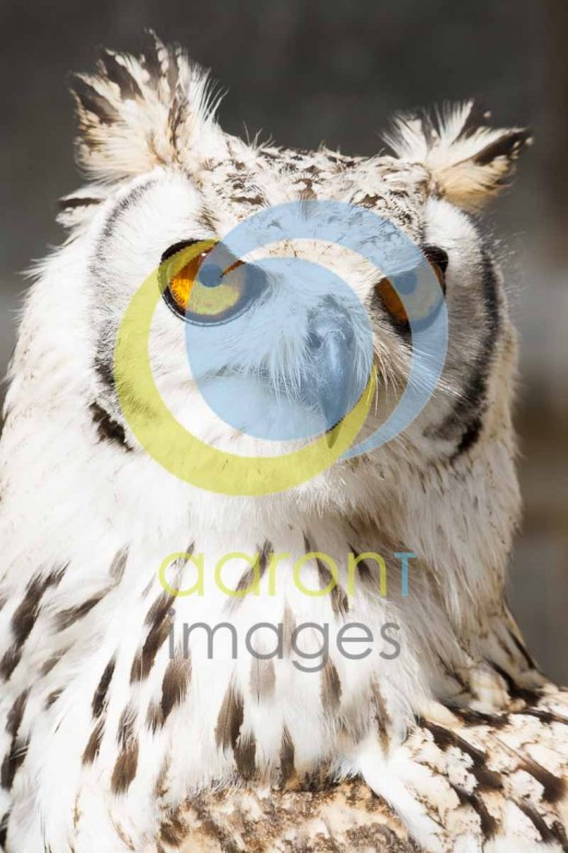 Accepted for shutterstock