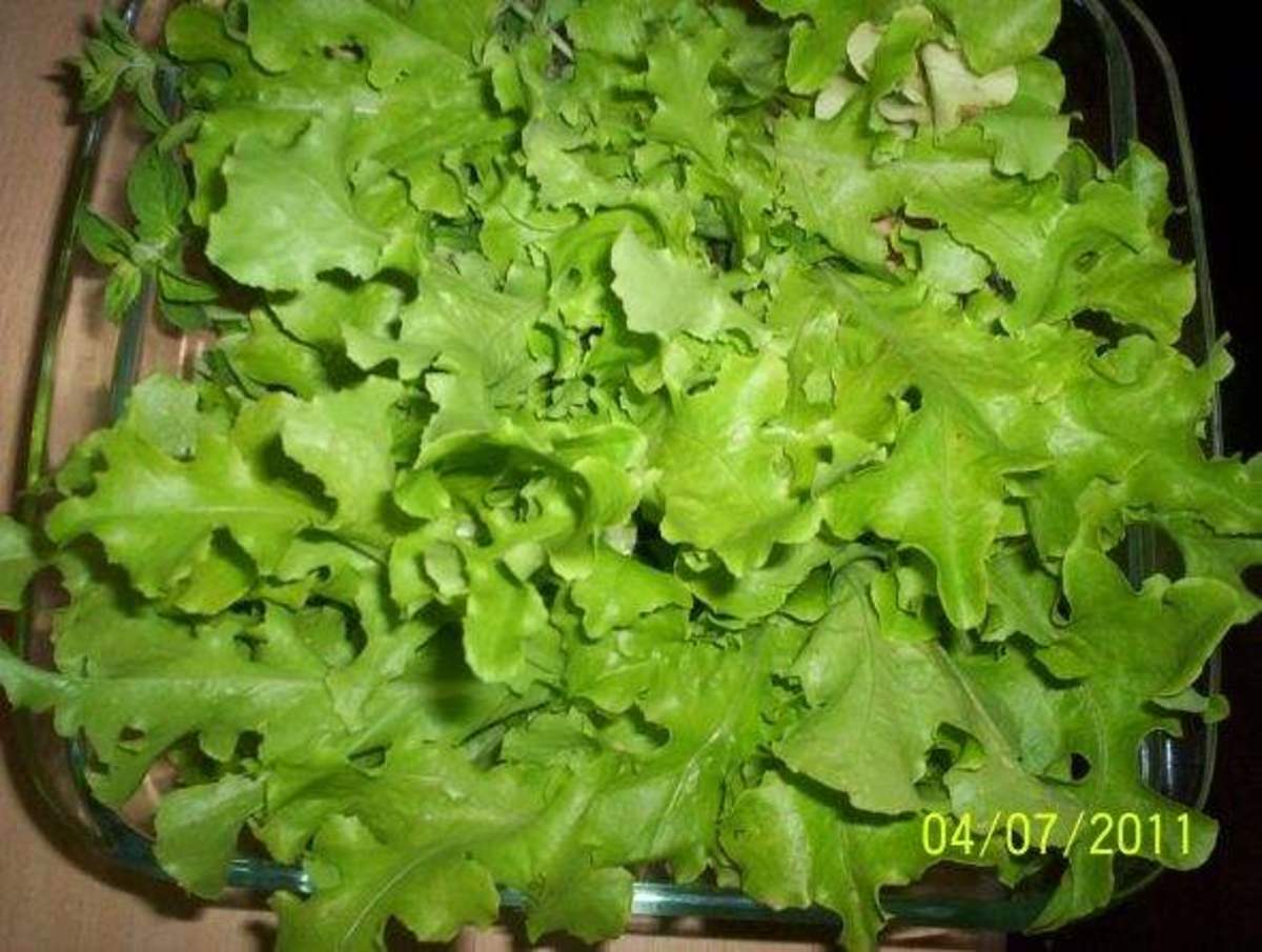 Lettuce is very easy to grow in a  flower pot
