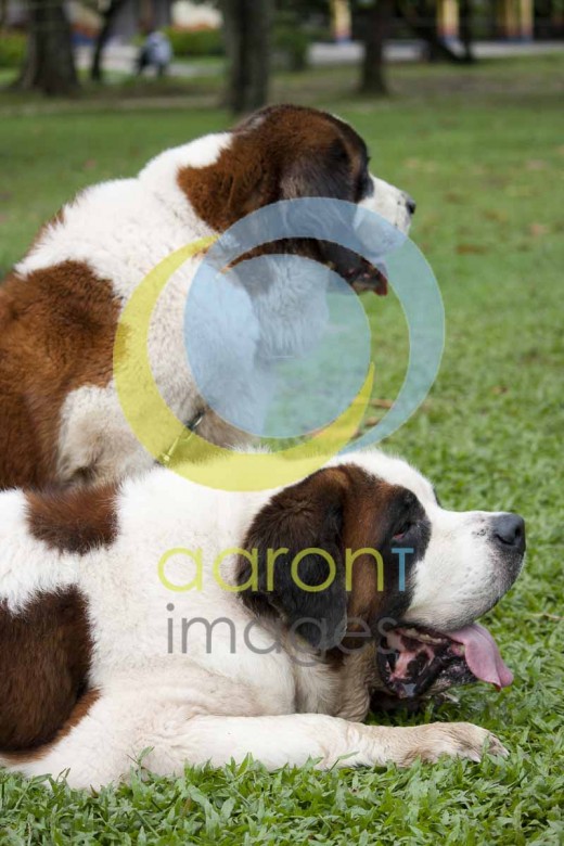 Accepted for shutterstock  Was not accepted by fotolia but later accepted