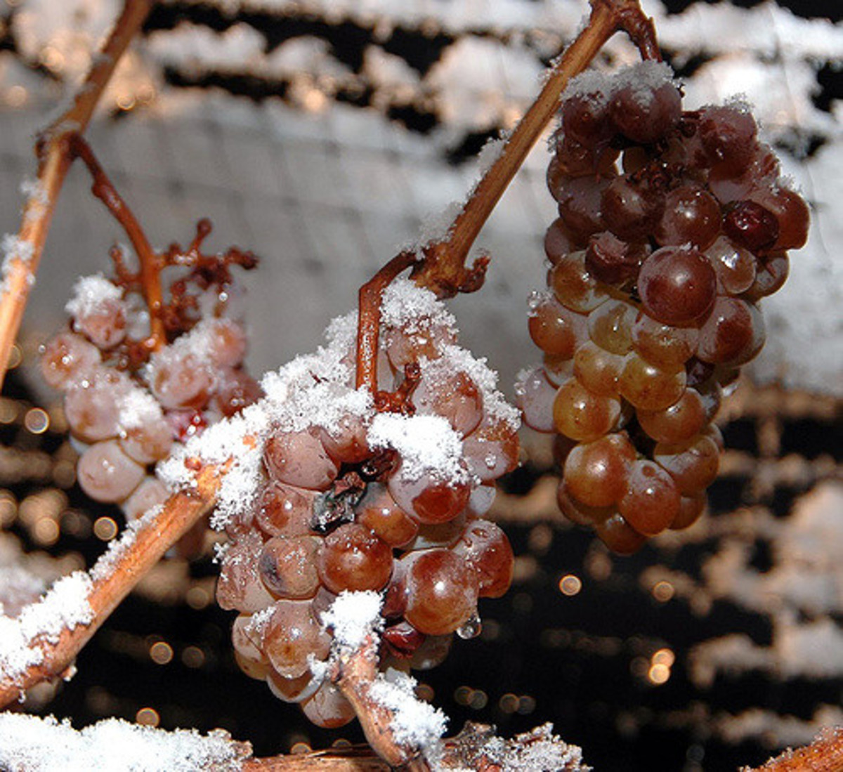 Icewine grapes gown during winter. At least 75% of all of Canada's icewine is produced in Ontario.