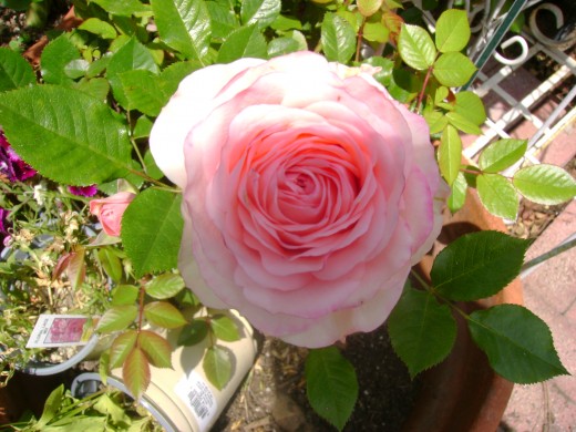 Paul Baucus Rose