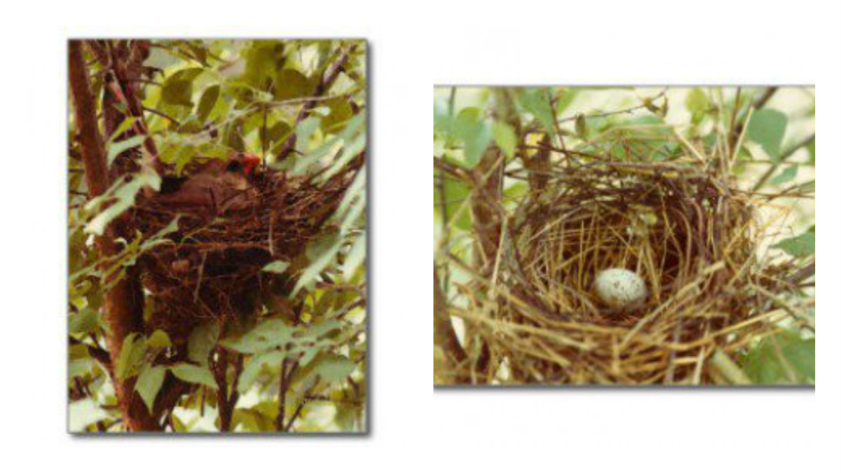 Mother on nest (l); Nest with first egg (r)