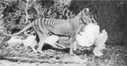 This 1921 photo by Henry Burrell of a Thylacine with a chicken was widely distributed and may have helped secure the animal's reputation as a poultry thief. In fact the image is cropped to hide the fenced run and housing, and analysis by one research