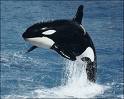 An Orca demonstrates the value of a mammalian spine.