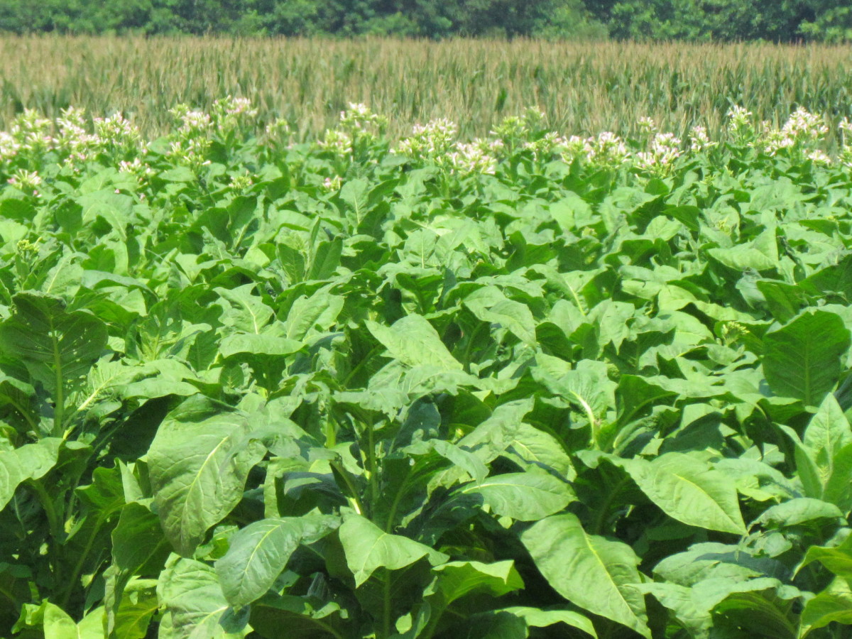 Fields of tobacco were outside of the city of Mullins. During the riots more than 3.5 million dollars worth of tobacco was burned in protest of racial discrimination within the town.