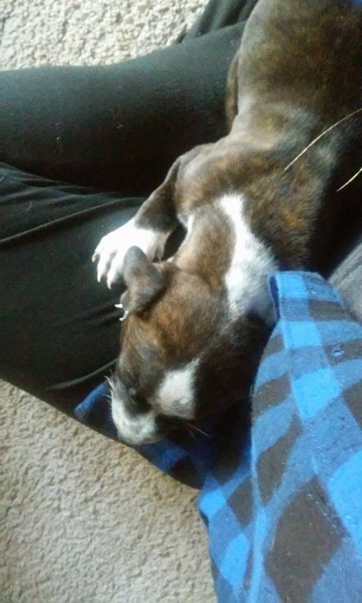 Ten Reasons Why You Shouldn't Get a Puppy PetHelpful