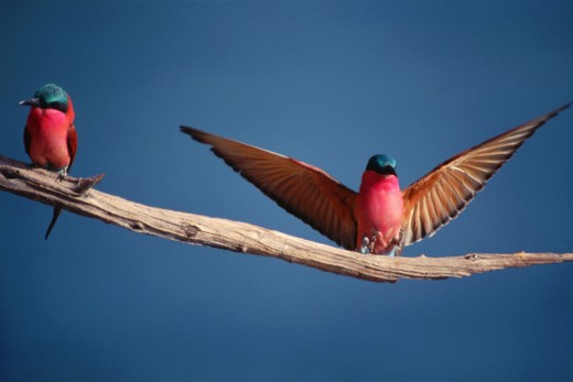 Southern Carmine Bee-eaters