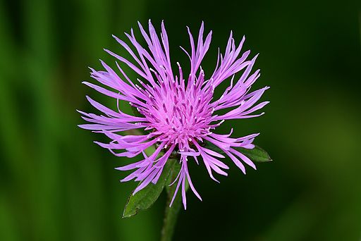 Spotted knapweed, a non-native invasive, which can crowd out desirable plants. 