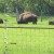 Bison herd preserved at Fermilab.