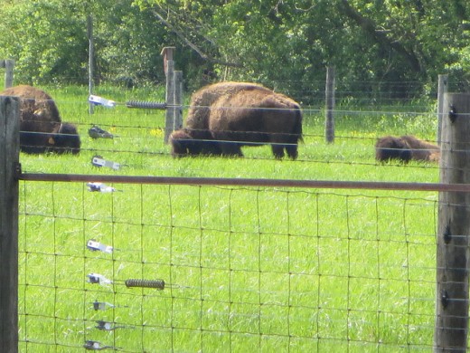 Bison herd preserved at Fermilab.