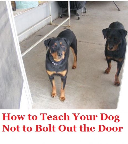 How to Stop Your Dog From Bolting Out the Door PetHelpful