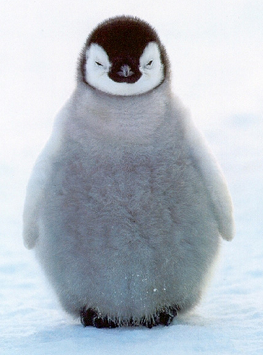 This smug penguin face says it all. 