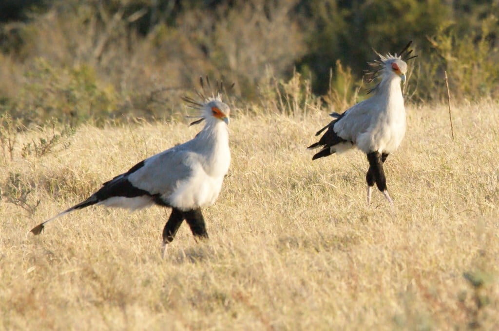 Birding in the Eastern Cape of South Africa | HubPages