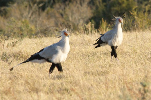 Secretary Birds