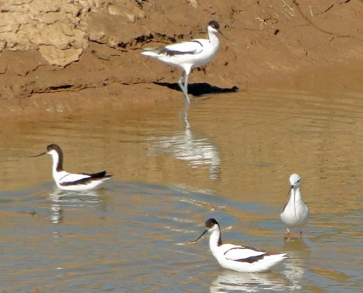 Avocet and Black-winged Stilt