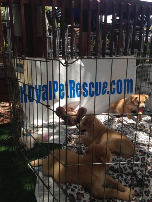 Adorable adoptable puppies at "Yappy Hour" 
