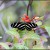 Everglades butterflies: Zebra Longwing
