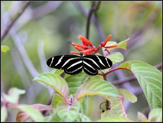 Everglades butterflies: Zebra Longwing