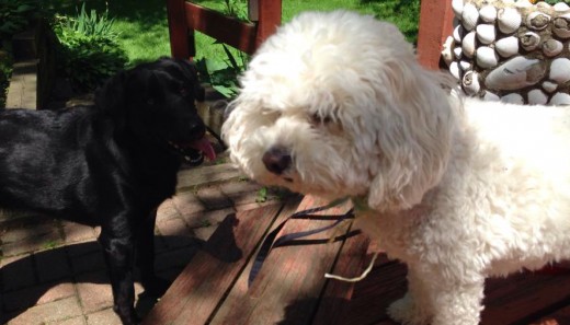 Dino - Cavapoo